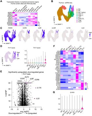 S1PR1 mediates Th17 cell migration from the thymus to the skin in health and disease